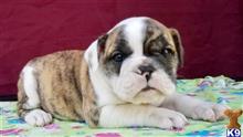 english bulldog puppy posted by tankrtots