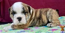 english bulldog puppy posted by tankrtots
