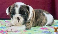 english bulldog puppy posted by tankrtots