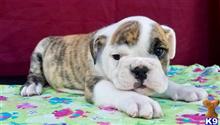 english bulldog puppy posted by tankrtots
