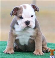 english bulldog puppy posted by tankrtots