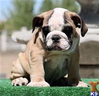 english bulldog puppy posted by tankrtots
