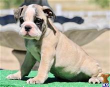 english bulldog puppy posted by tankrtots