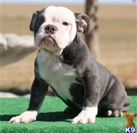 english bulldog puppy posted by tankrtots