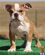 english bulldog puppy posted by tankrtots