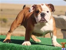 english bulldog puppy posted by tankrtots