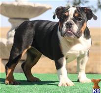 english bulldog puppy posted by tankrtots