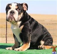 english bulldog puppy posted by tankrtots