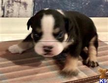 english bulldog puppy posted by tankrtots