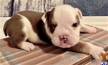 english bulldog puppy posted by tankrtots