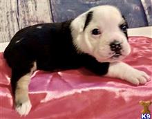 english bulldog puppy posted by tankrtots