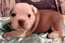 english bulldog puppy posted by tankrtots
