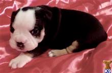 english bulldog puppy posted by tankrtots