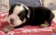 english bulldog puppy posted by tankrtots