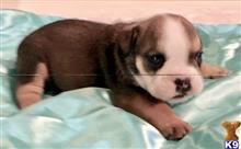 english bulldog puppy posted by tankrtots