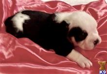 english bulldog puppy posted by tankrtots