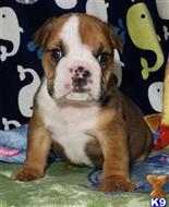 english bulldog puppy posted by tankrtots