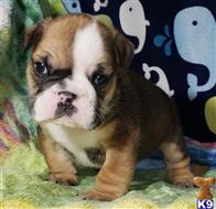 english bulldog puppy posted by tankrtots