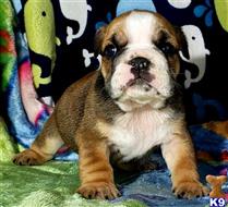 english bulldog puppy posted by tankrtots