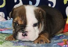 english bulldog puppy posted by tankrtots