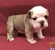 english bulldog puppy posted by tankrtots
