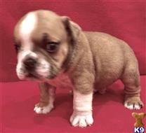 english bulldog puppy posted by tankrtots