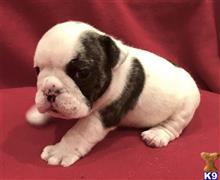 english bulldog puppy posted by tankrtots