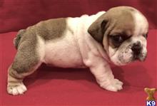 english bulldog puppy posted by tankrtots
