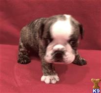 english bulldog puppy posted by tankrtots