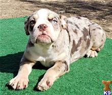 english bulldog puppy posted by tankrtots