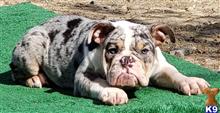 english bulldog puppy posted by tankrtots