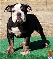 english bulldog puppy posted by tankrtots