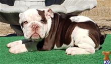 english bulldog puppy posted by tankrtots