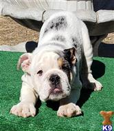 english bulldog puppy posted by tankrtots