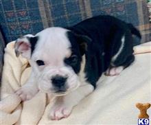 english bulldog puppy posted by tankrtots