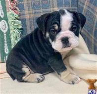 english bulldog puppy posted by tankrtots