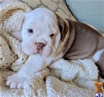 english bulldog puppy posted by tankrtots