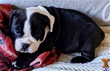 english bulldog puppy posted by tankrtots
