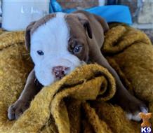 english bulldog puppy posted by tankrtots