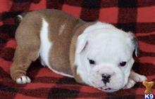 english bulldog puppy posted by tankrtots