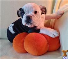 english bulldog puppy posted by tankrtots
