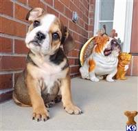 english bulldog puppy posted by tankrtots