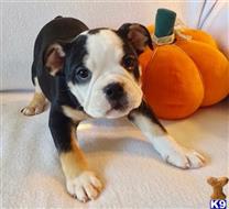 english bulldog puppy posted by tankrtots