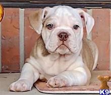 english bulldog puppy posted by tankrtots