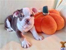 english bulldog puppy posted by tankrtots