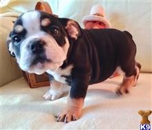 english bulldog puppy posted by tankrtots