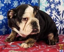 english bulldog puppy posted by tankrtots