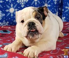 english bulldog puppy posted by tankrtots