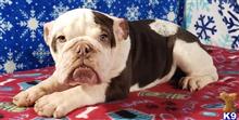 english bulldog puppy posted by tankrtots