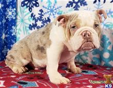 english bulldog puppy posted by tankrtots